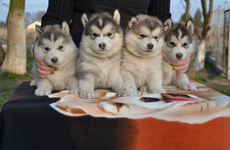Aljaski malamut i akita inu stenci na prodaju