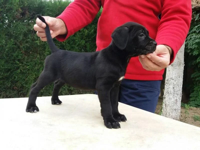 KANE KORSO štenci oba pola