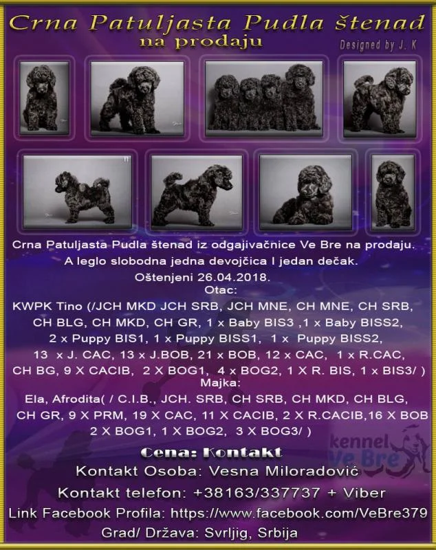 Crna Patuljasta Pudla štenad