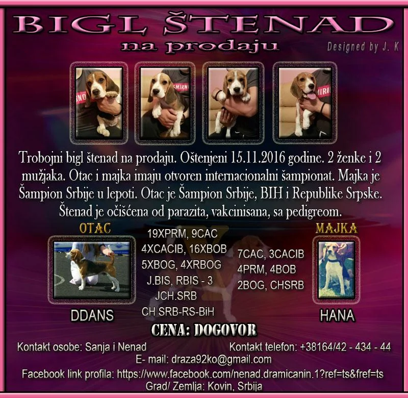 Bigl štenad na prodaju