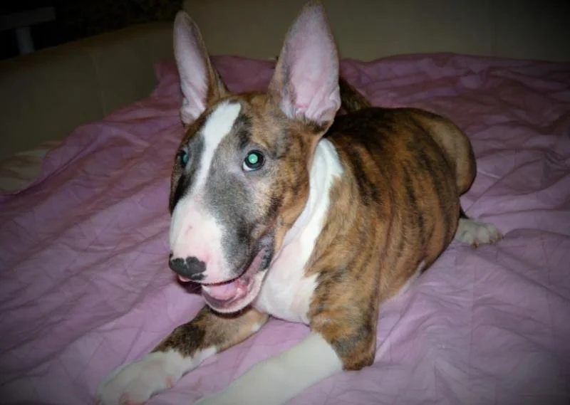 Bulterijer i dogo argentino stenci na prodaju