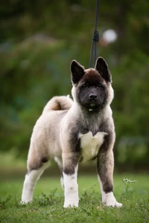 Americka Akita