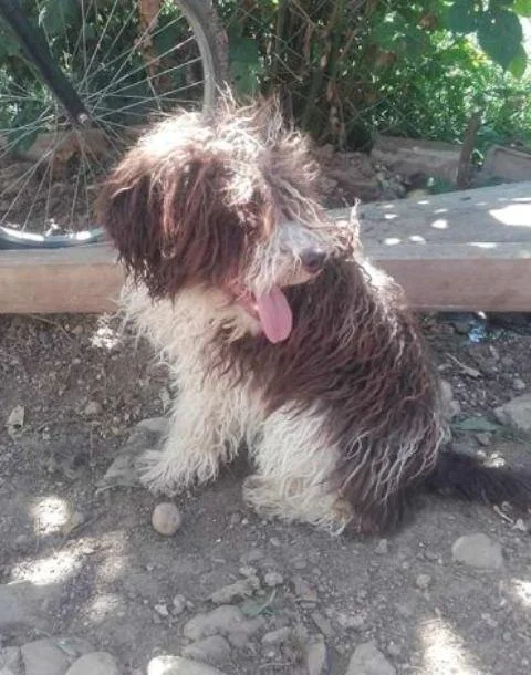 Lagotto Romanjolo, stenci