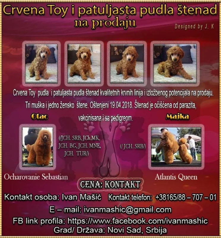 Crvena Toy pudla i patuljasta pudla štenad