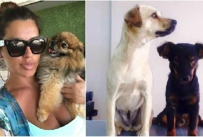 Сека Алексиќ живее во големо семејство – со 10 кучиња