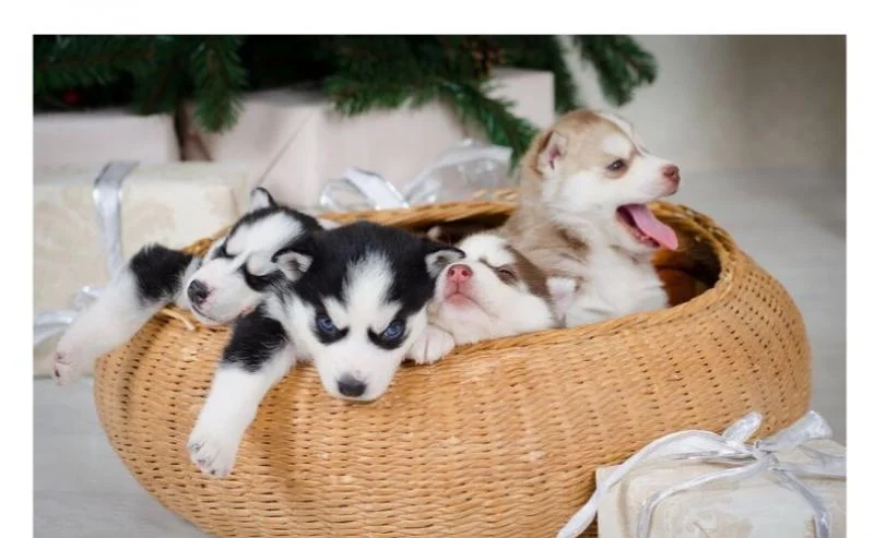 Sibirski haski i samojed stenci na prodaju