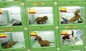 Милениците наменети за продажба биле заменети со бездомни