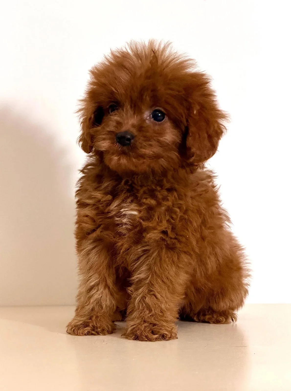 Cavapoo-Kavapu (cavalier king charles spaniel pudla)