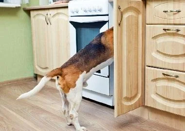 Заштитете го миленикот од опасностите на домаќинските работи