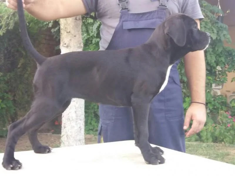 Cane corso stenci - 50 €