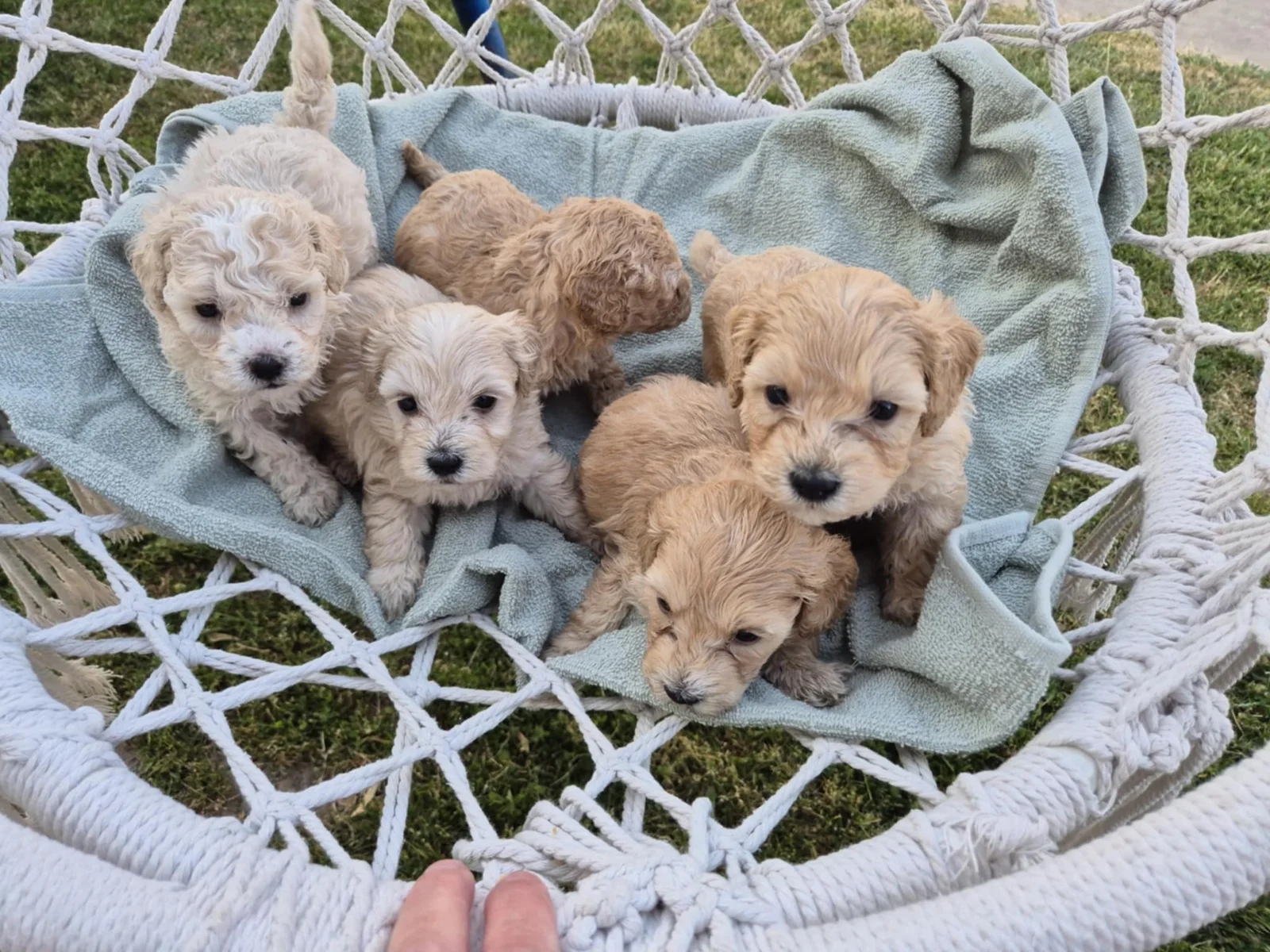 Maltipoo štenci
