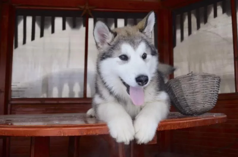 Aljaski malamut i akita inu stenci na prodaju