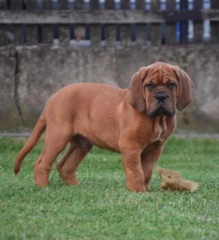 Dogue De Bordeaux кученца