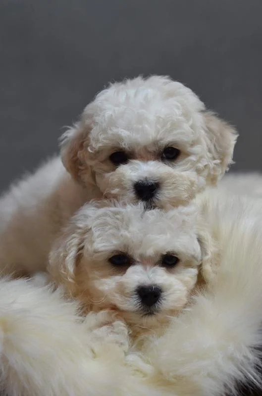 Bichon i bolonjezer stenci na prodaju