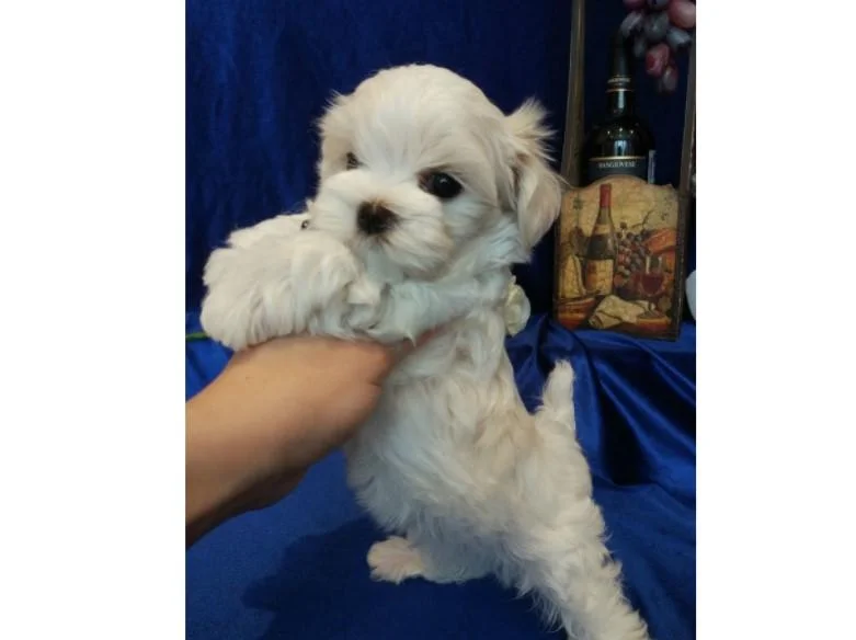 Maltezer i coton de tulear stenci na prodaju