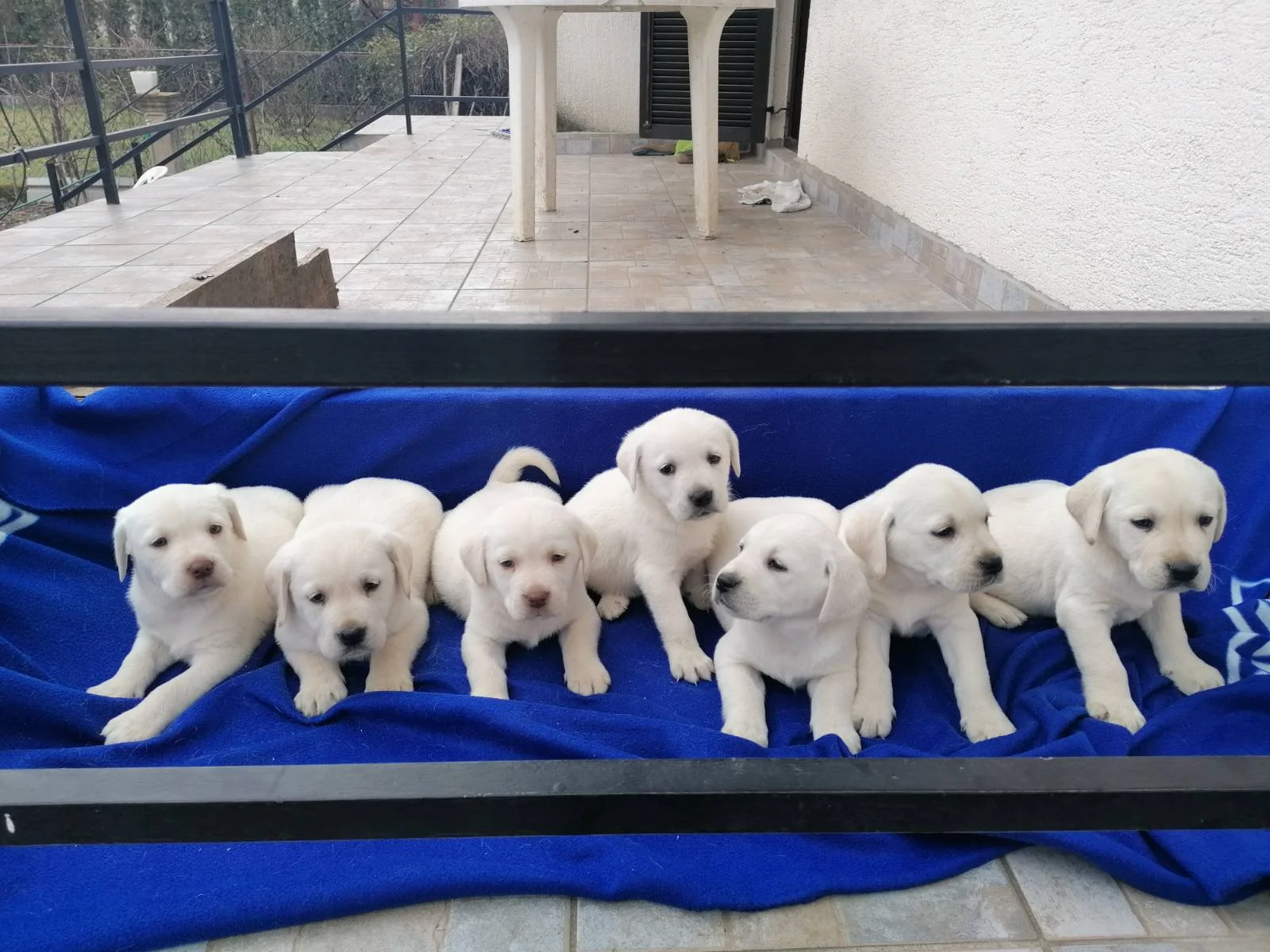 Štenci čistokrvnog labradora