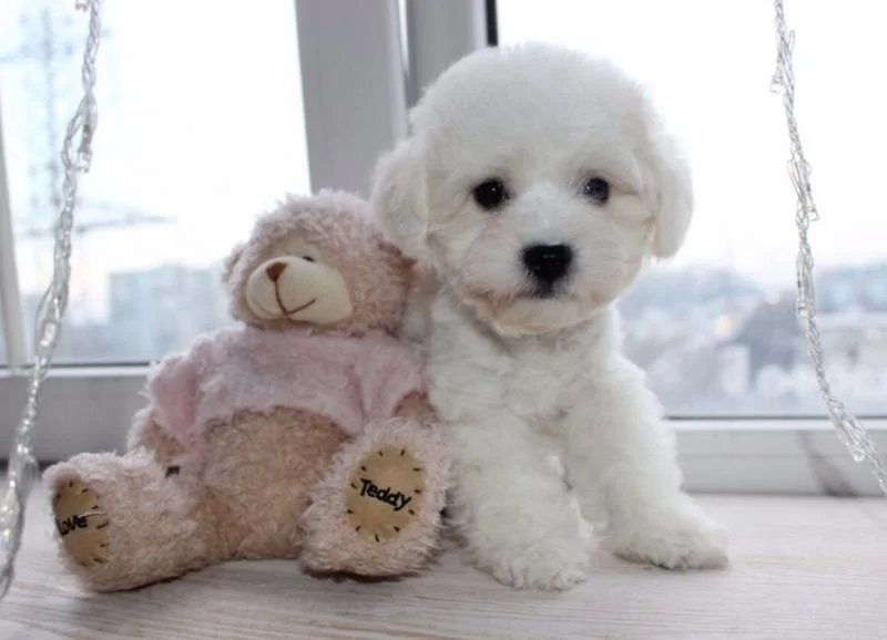 Bichon i bolonjezer stenci na prodaju