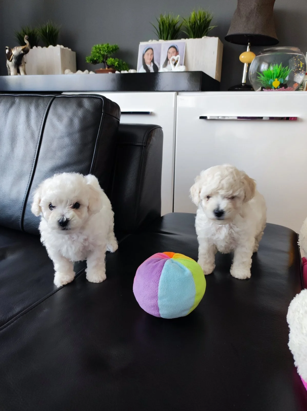 Bichon Frise