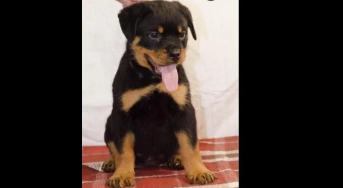 Rotvajler i doberman stenci na prodaju