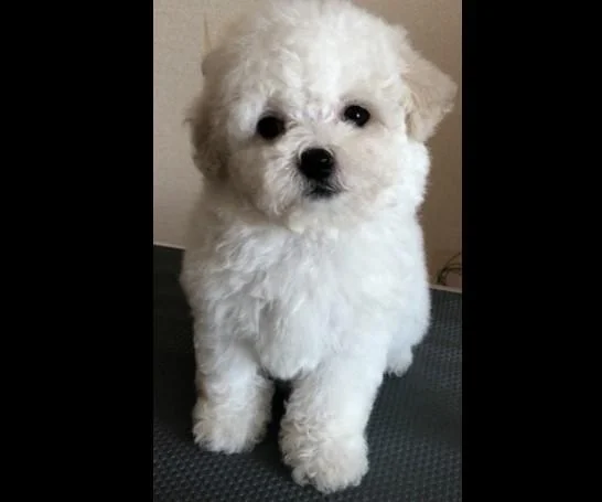 Bichon i bolonjezer stenci na prodaju