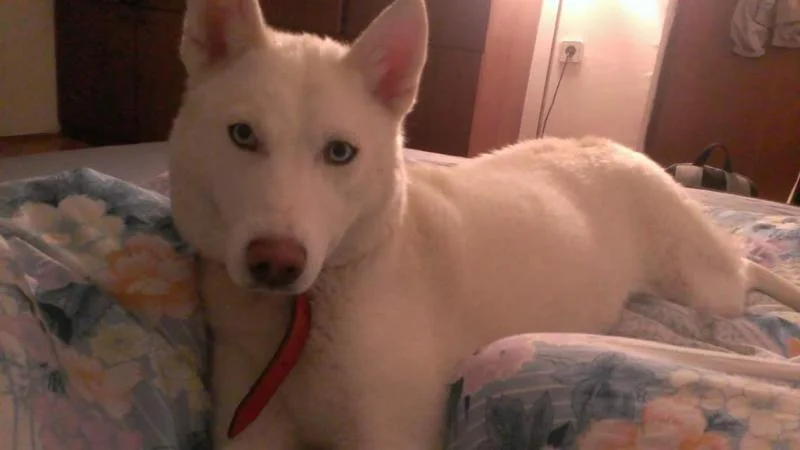 Podaruvam kuce od rasata husky