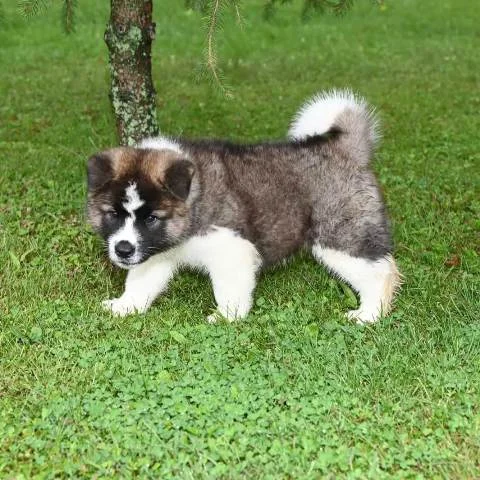 Američka Akita, štenci
