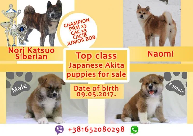 Akita Inu, štenci odličnog potencijala