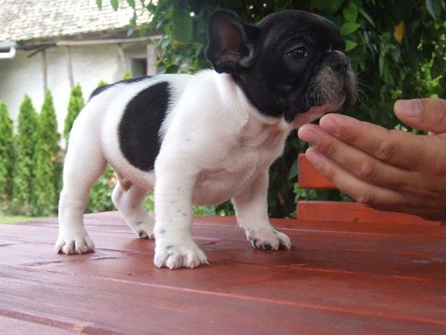 Francuski buldog stenci
