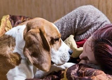 Кучињата знаат да ги читаат емоциите на луѓето
