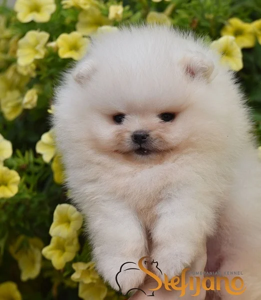 Pomeranac Boo štenci, prelepi medvedići