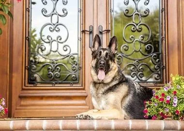 Подобрете го квалитетот на животот кај својот миленик