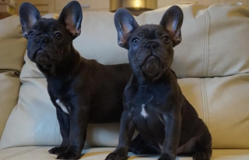 Francuski buldog i engleski buldog stenci na prodaju