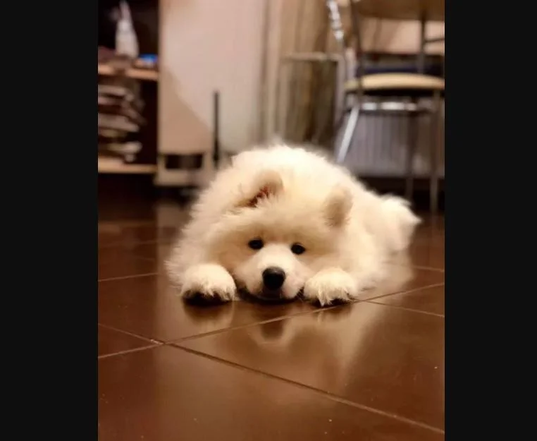 Samojed i sibirski haski stenci na prodaju