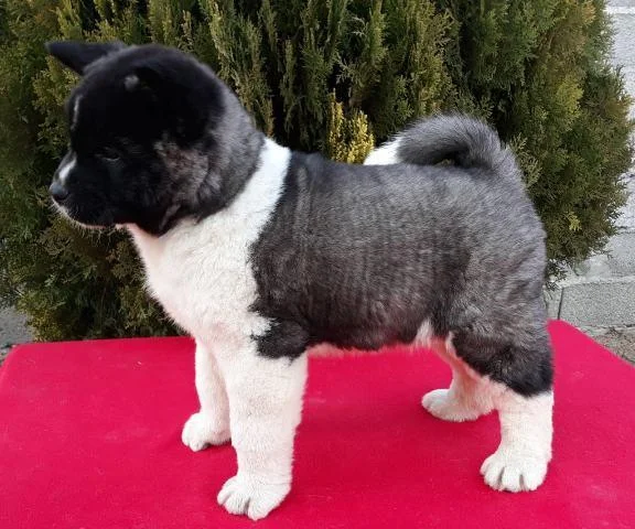 Američka Akita, kvalitetni štenci