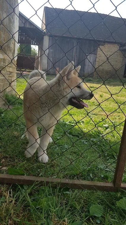 Akita inu stenci na prodaju