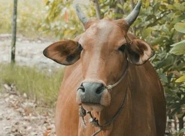 Наједноставна терапија за намалување на стрес и опуштање