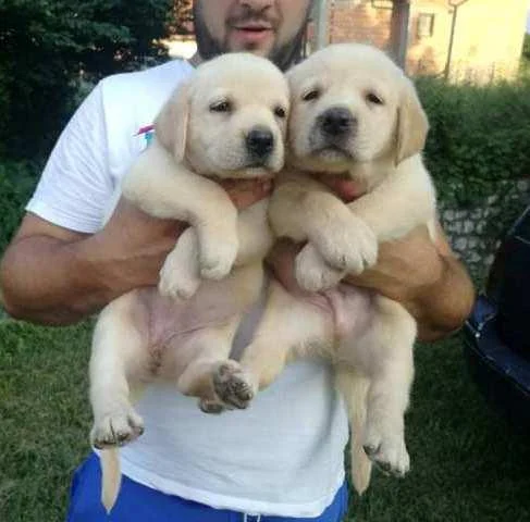 Labrador, stenci