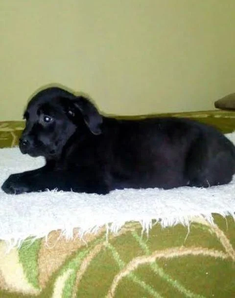 Labrador retriver - štenci