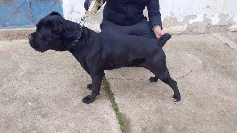 Cane Corso Vrhunska Ženka!