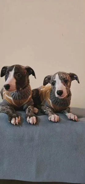 Persijski hrt saluki štenci