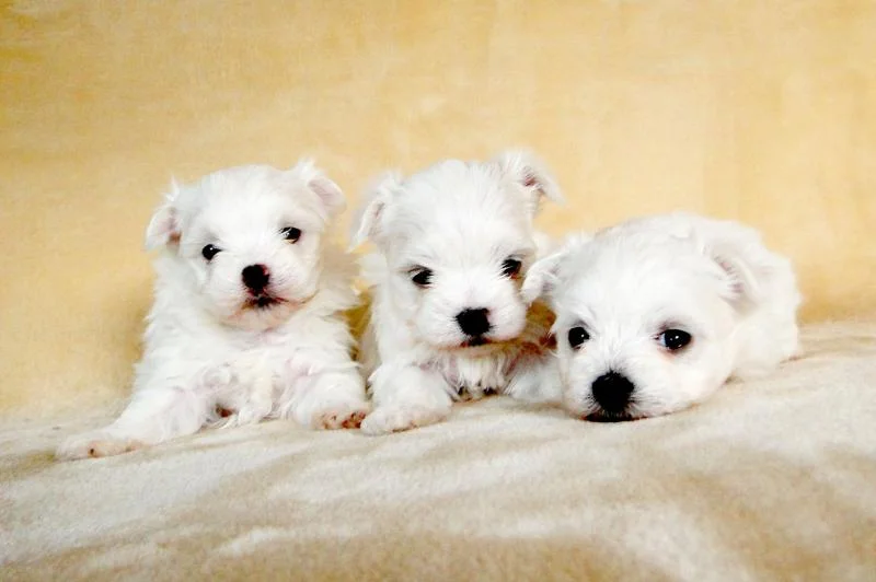 Maltezer i coton de tulear stenci na prodaju