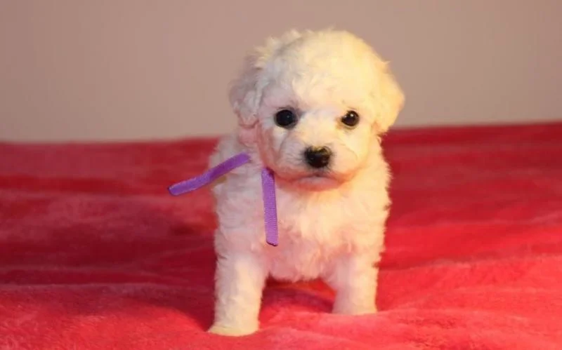 Bichon i bolonjezer stenci na prodaju
