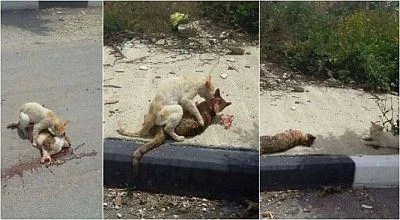 Нејзината пријателка ја удира кола, а таа се труди да и помогне