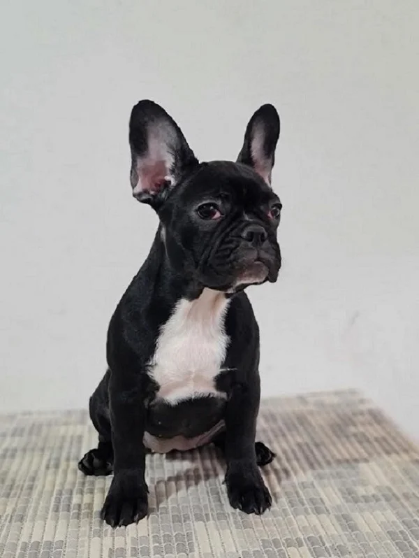 Francuski buldog, ženke