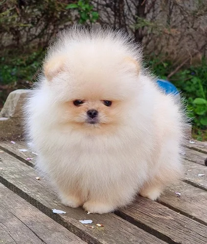 Pomeranac Boo ženkica