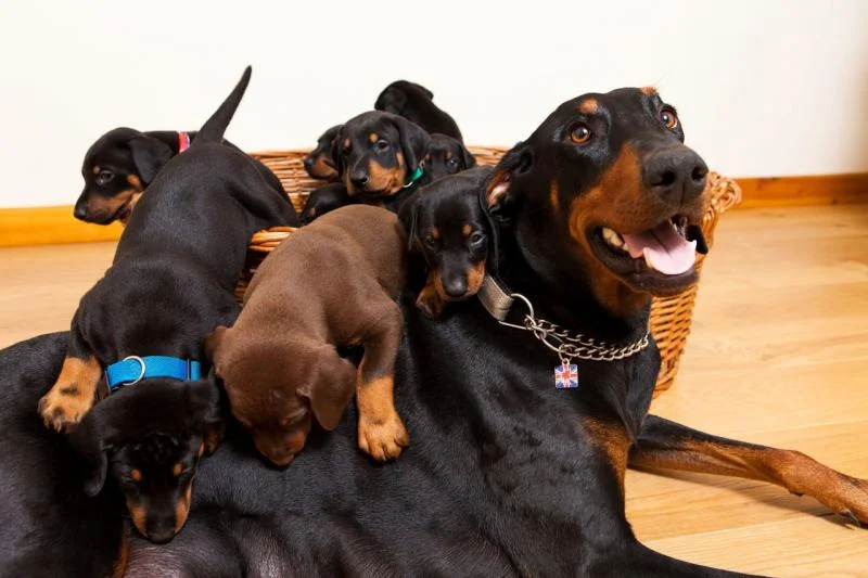 Rotvajler i doberman stenci na prodaju