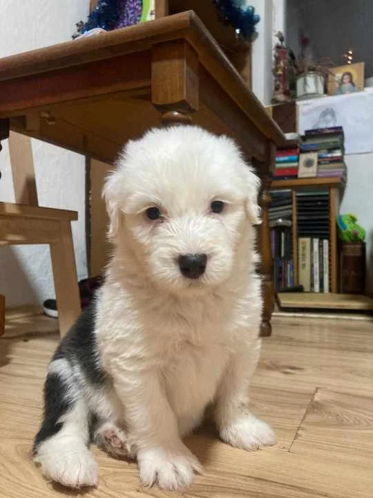 Bobtail štene