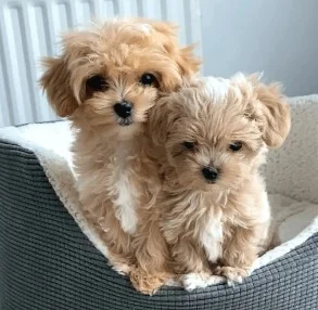 Maltipoo i Toy pudle