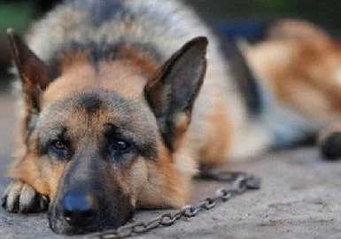 Куче чувано на ланец е опасно и за луѓето