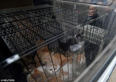 Стотици напуштени мачки се спасени од рацете на лажниот хуманист